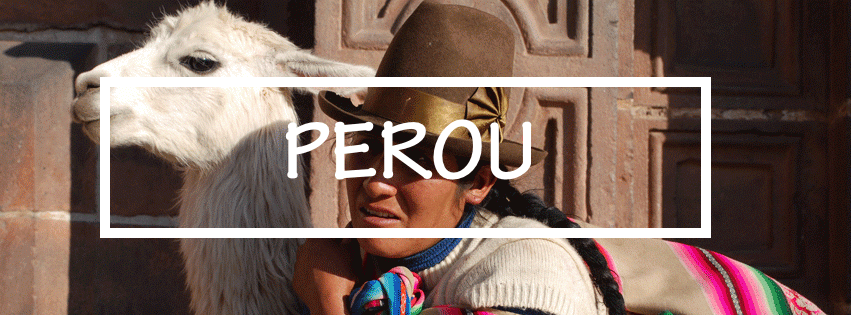 lama-perou-voyage