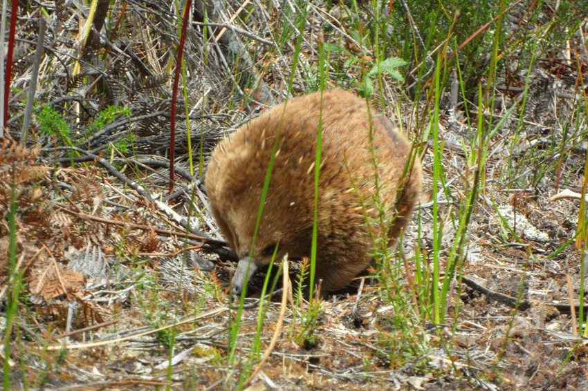 ©-Romain-Dondelinger-Tasmanie-Bruny-Island-3