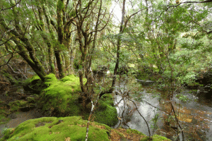 ©-Romain-Dondelinger-Tasmanie-Cradle-Mountain-2
