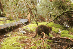 ©-Romain-Dondelinger-Tasmanie-Cradle-Mountain-5