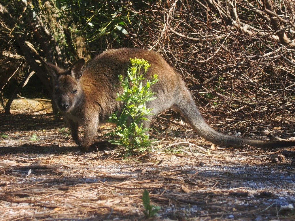 © Romain Dondelinger Tasmanie Freycinet 8