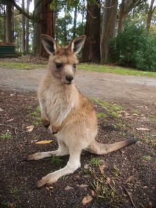 © Romain Dondelinger Tasmanie Mole Creek 10