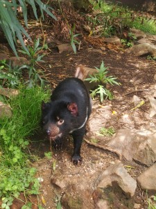 © Romain Dondelinger Tasmanie Mole Creek 8