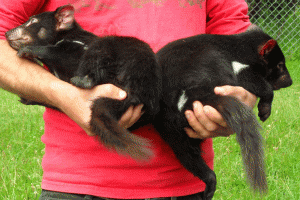 ©-Romain-Dondelinger-Tasmanie-MoleCreek