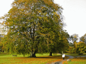 ©-Romain-Dondelinger-Fraser-Castle-5