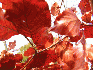 ©-Romain-Dondelinger-Fraser-Castle-6