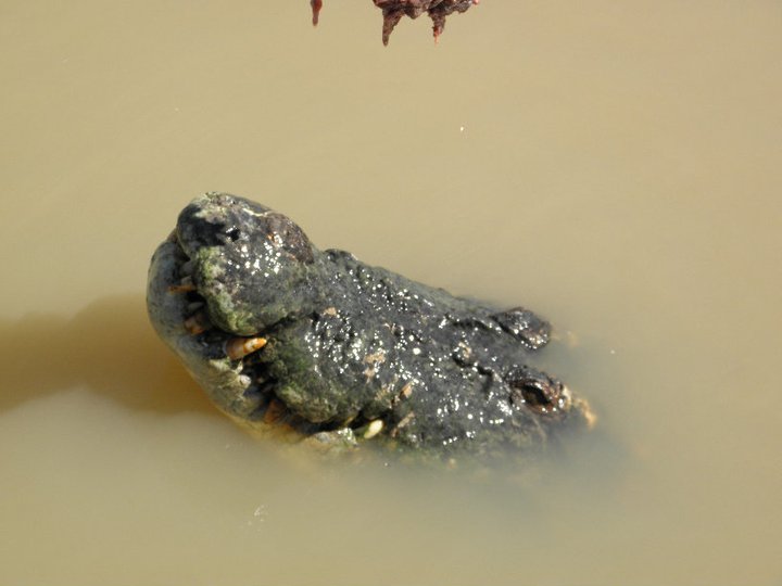 © Romain Dondelinger crocodile australie (1)