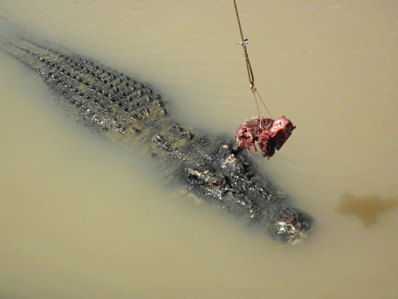 © Romain Dondelinger crocodile australie (15)