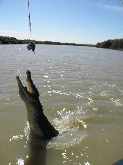 © Romain Dondelinger crocodile australie (4)