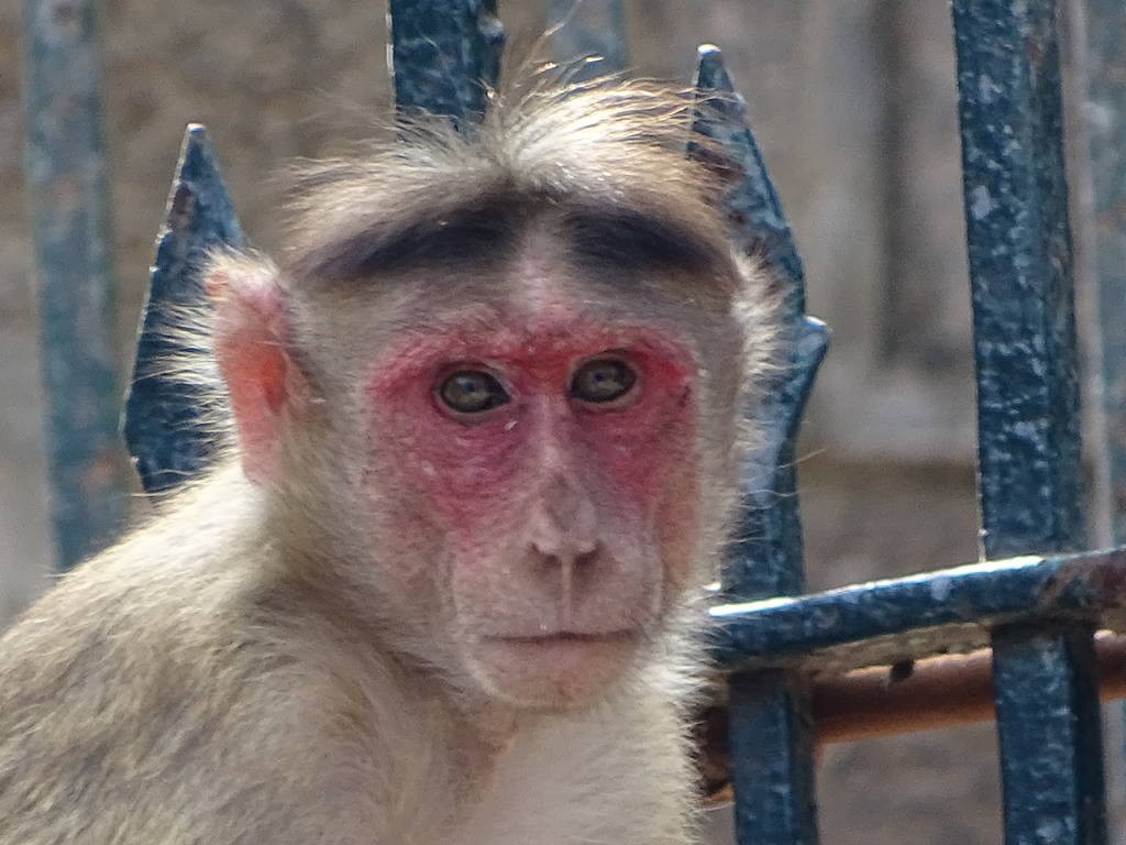 Un singe a elephanta island a mumbai en inde