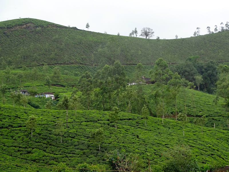 Des champs de the a Munarr dans le kerala en Inde