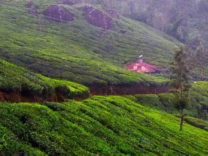 Des champs de the a Munarr dans le kerala en Inde