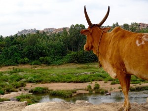 Une vache regarde la riviere a Hampi dans le karnataka en Inde