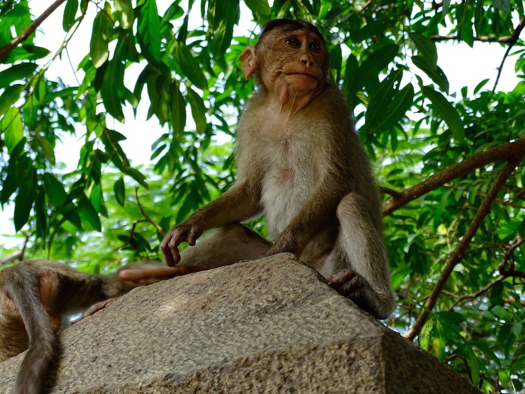 Un singe a elephanta island a Mumbai en Inde