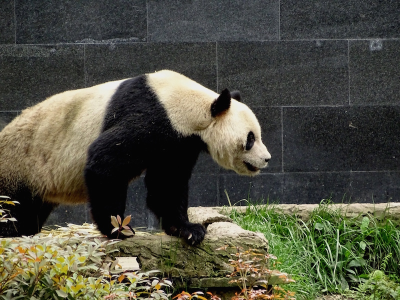 ©playingtheworld-chine-panda-bifengxia-voyage-29