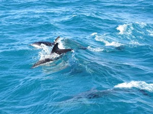 ©playingtheworld-nouvelle-zelande-kaikoura-dauphin-voyage-21
