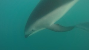 DCIM100GOPROG0102665.