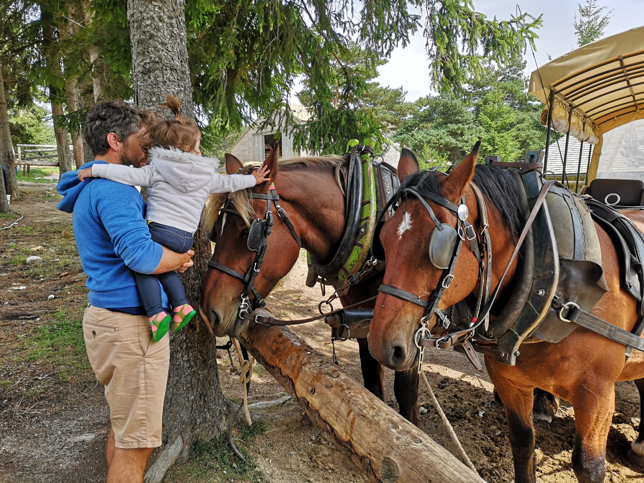 Un bébé caresse un cheval