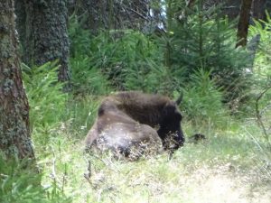 Un bison en Lozère