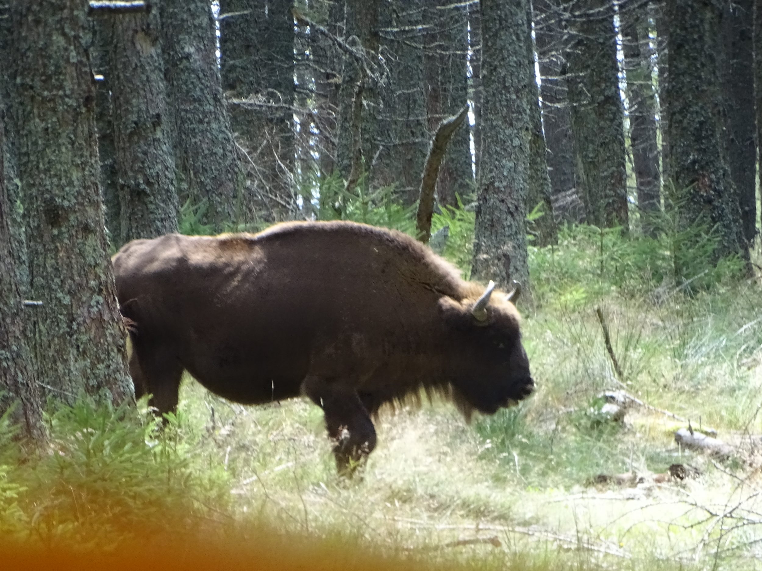 Un bison en Lozère