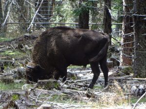 Un bison en Lozère