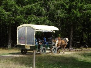 Une calèche roule dans une forêt