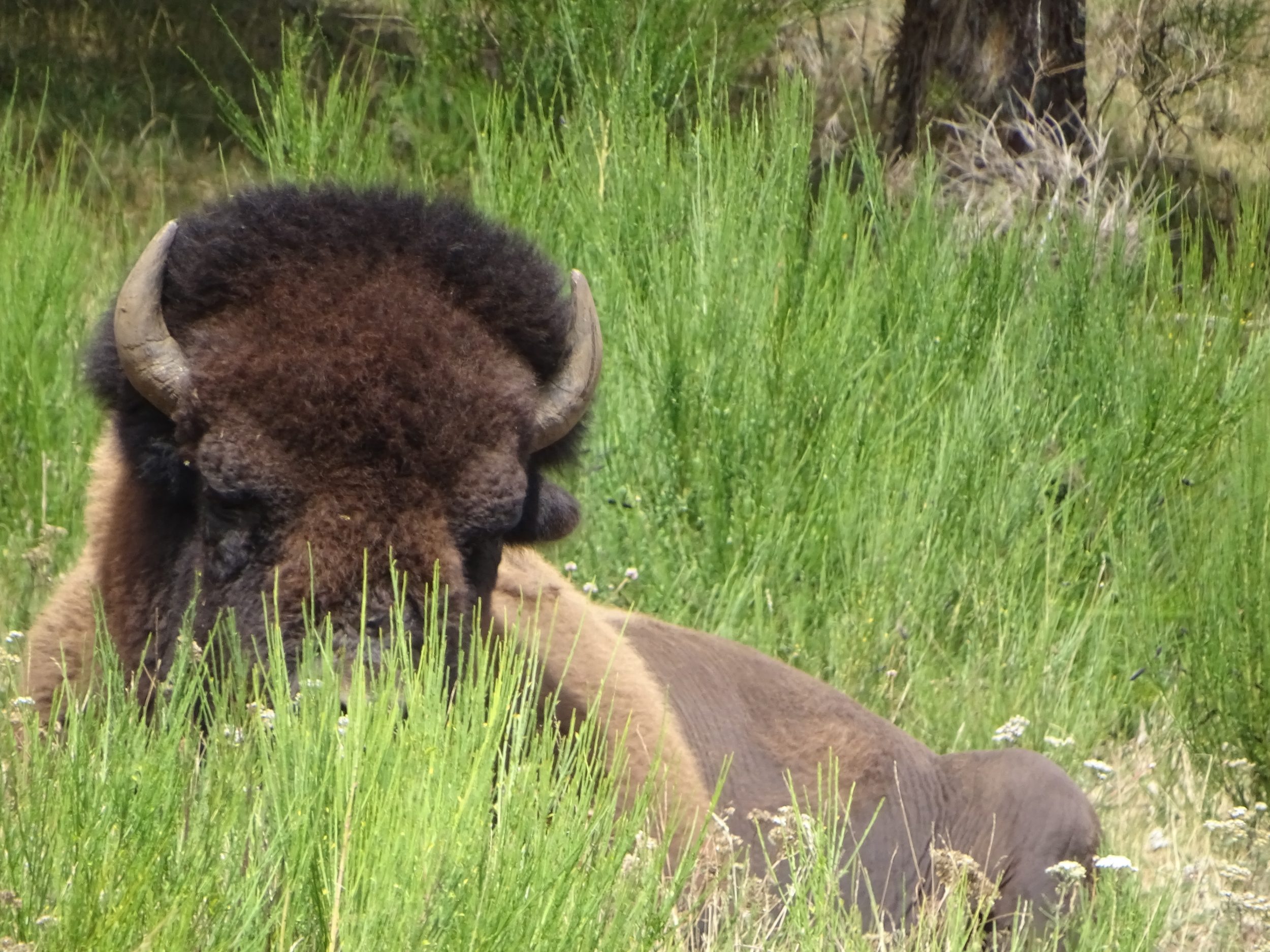 Un bison en Lozère