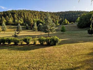 Une belle forêt de Lozère