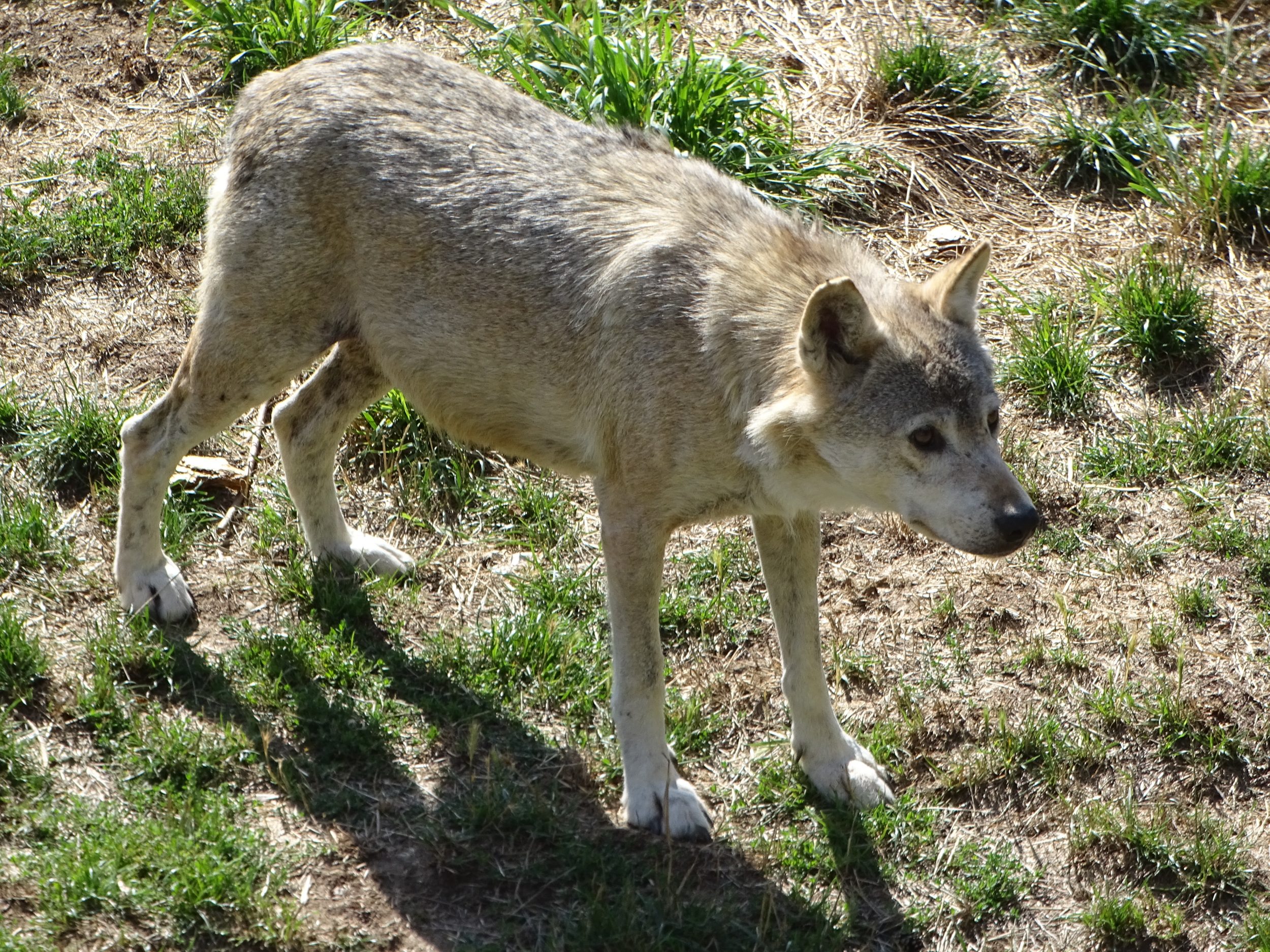 Un loups dans le parc du gevaudan