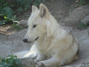 Un loups dans le parc du gevaudan