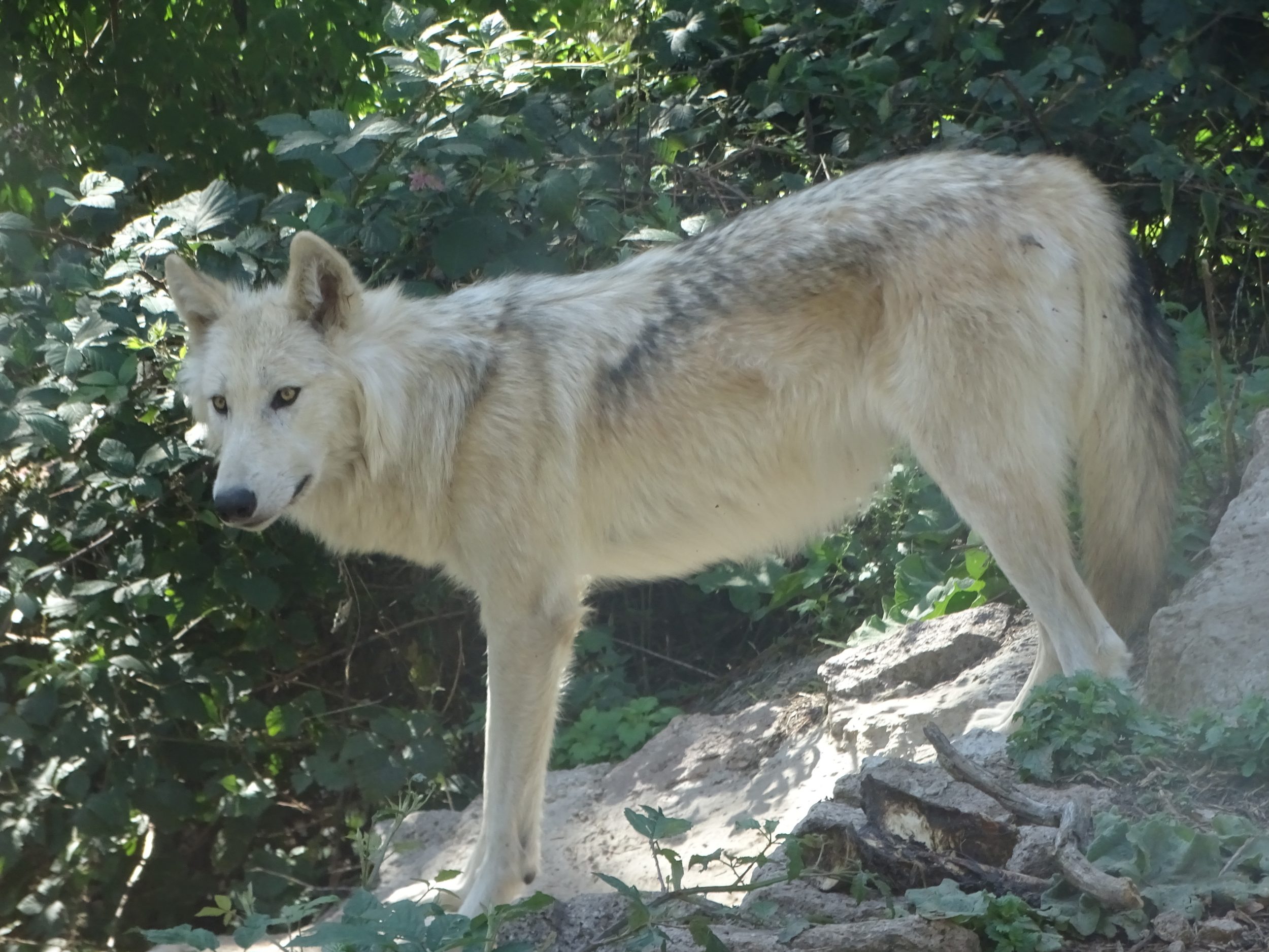 Un loups dans le parc du gevaudan