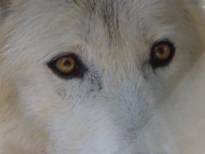 Un loups dans le parc du gevaudan