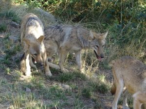 Un loups dans le parc du gevaudan