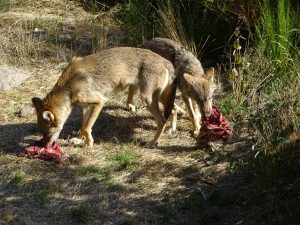 Un loups dans le parc du gevaudan